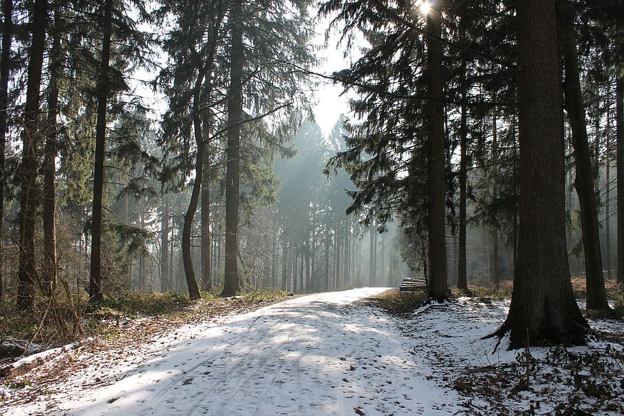 forest, winter, snow, nature, trees, landscape, scenic, wintry HD wallpaper