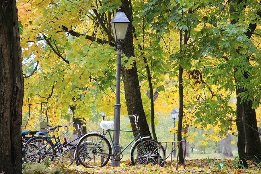 ukraine, baturyn, tree, plant, transportation, tree trunk, bicycle HD wallpaper