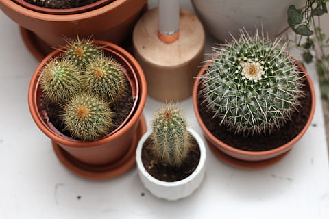 green feathered cactus, plant, fruit, food, pineapple, flowers HD wallpaper