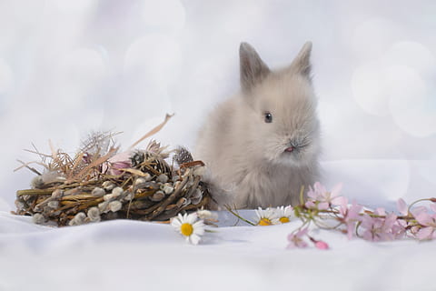 zerghase, hare, animal, easter, cute, nature, pet, rabbit, animal world HD wallpaper
