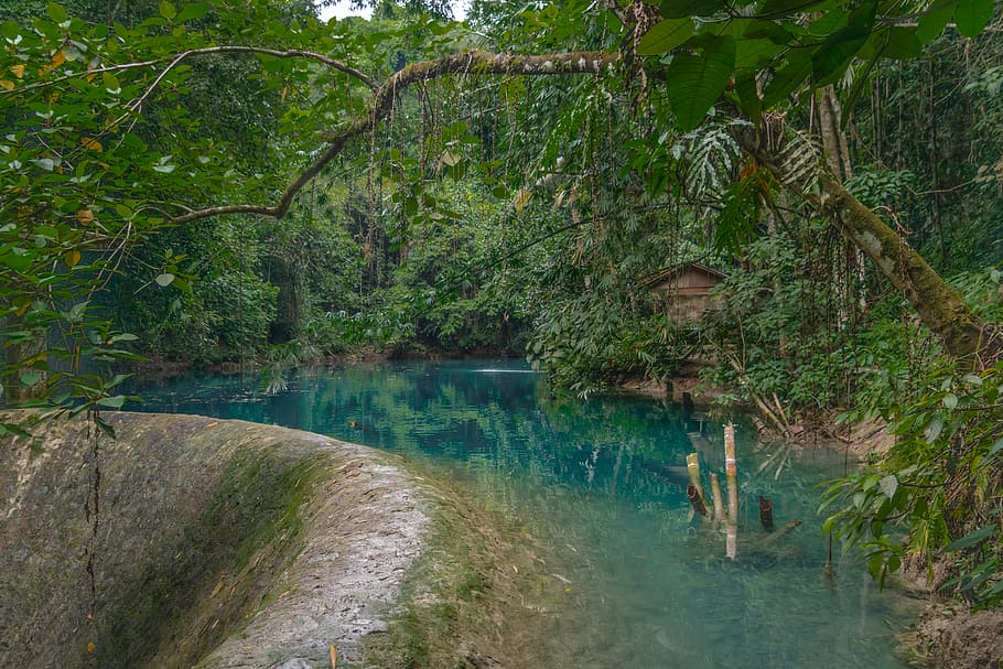 river surrounded by trees, plant, water, tranquility, beauty in nature HD wallpaper