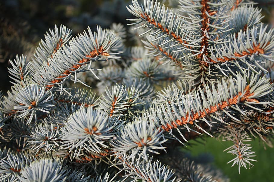 spruce, branch, needles, tree, nature, plant, conifer, forest HD wallpaper