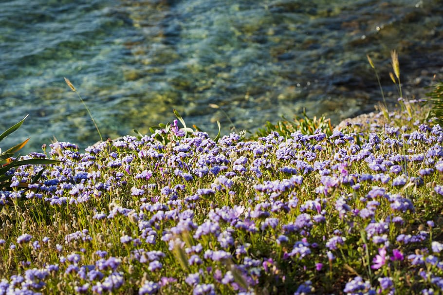 Photo of Field of Flowers Near Water, blooming, bright, delicate HD wallpaper