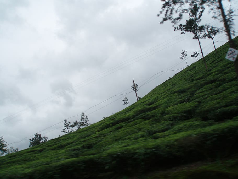 india, wayanad, cable, sky, cloud - sky, plant, low angle view HD wallpaper
