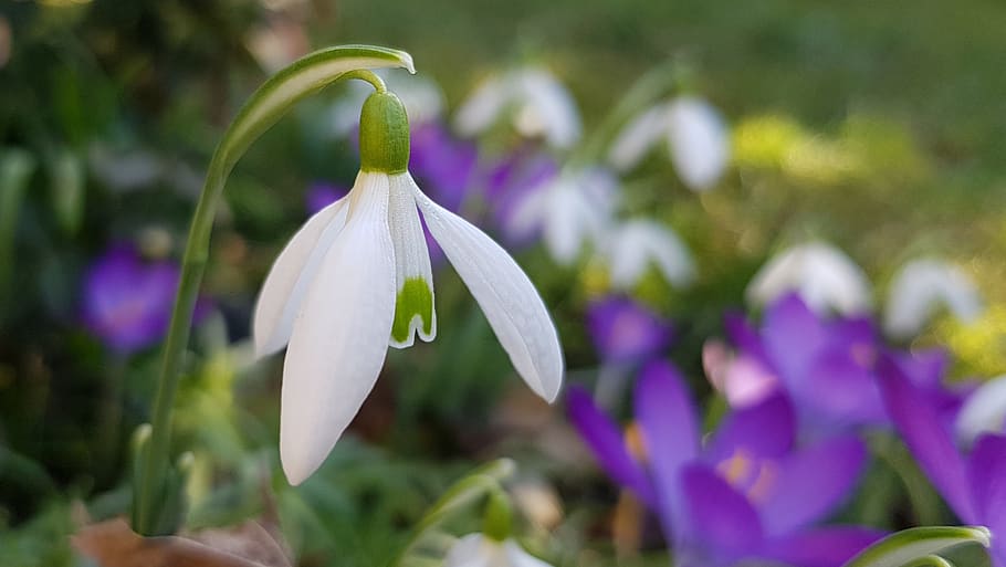 snowdrop, blossom, bloom, flower, spring, plant, nature, early bloomer, HD wallpaper