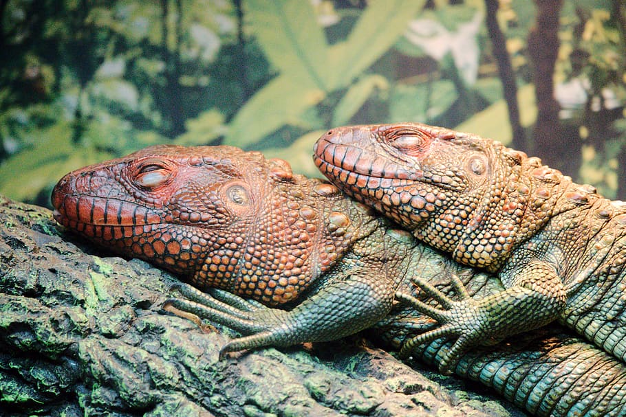 two gray reptile on tree, animal themes, animal wildlife, animals in the wild HD wallpaper