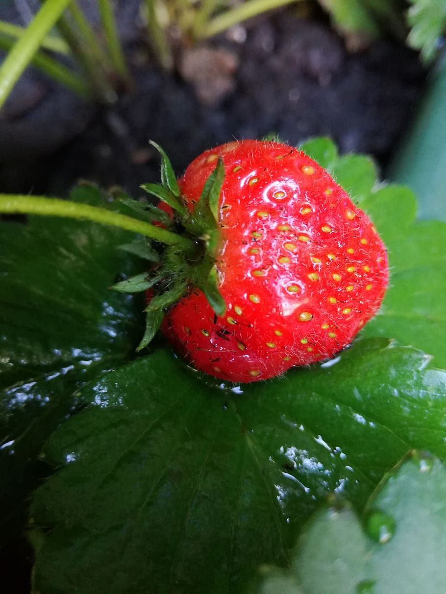 rain, strawberries, red, macro, fruit, close-up, strawberry HD wallpaper