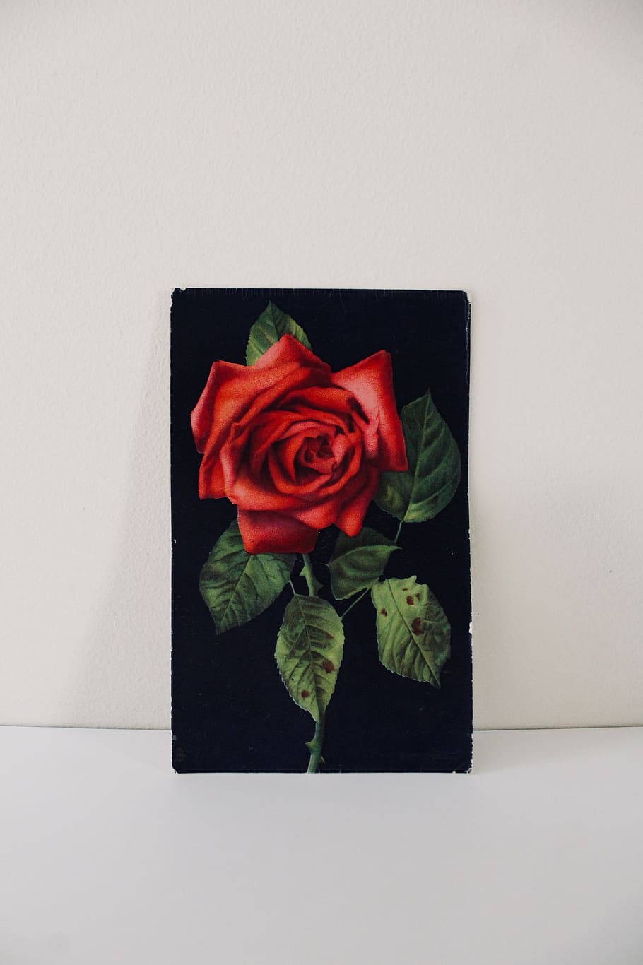 HD wallpaper: rose, plant, flower, red, petals, thorn, photograph ...