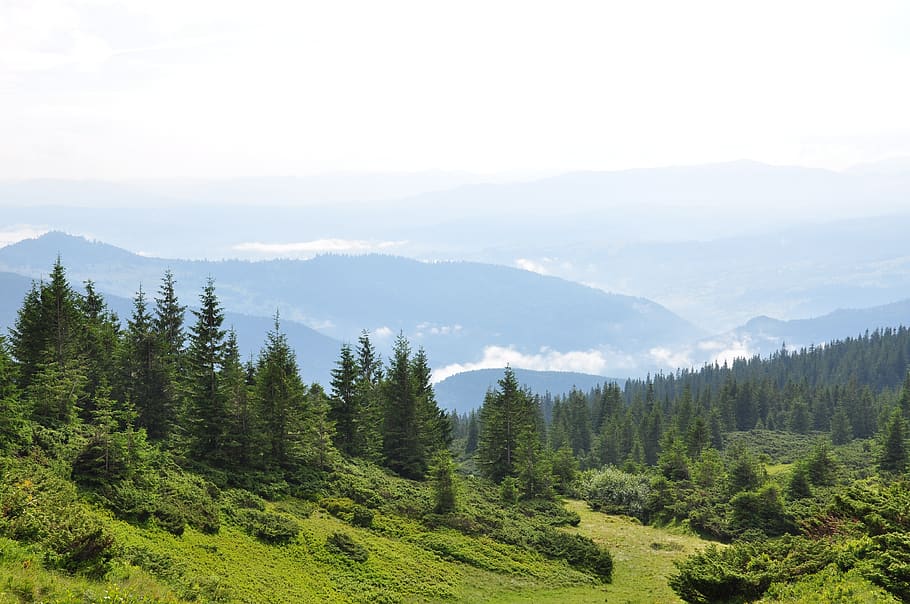the carpathians, mountains, forest, pine, clouds, ukraine, vacation, HD wallpaper