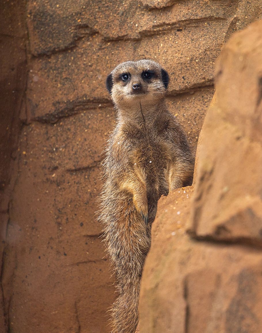 brown meerkat, animal themes, animals in the wild, animal wildlife HD wallpaper