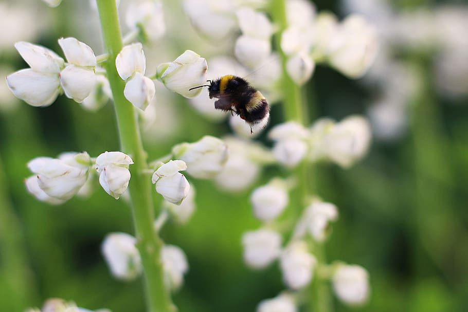 lupine, insect, flower, bee, spring, bloom, garden, buzz, beetle HD wallpaper