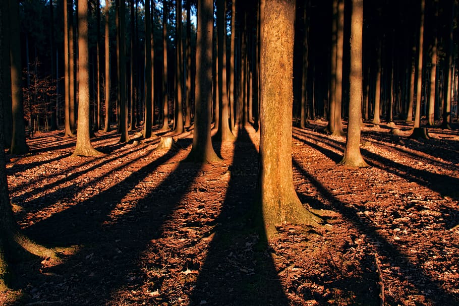 forest, light, dark, trees, autumn, sunlight, mystical, mood HD wallpaper