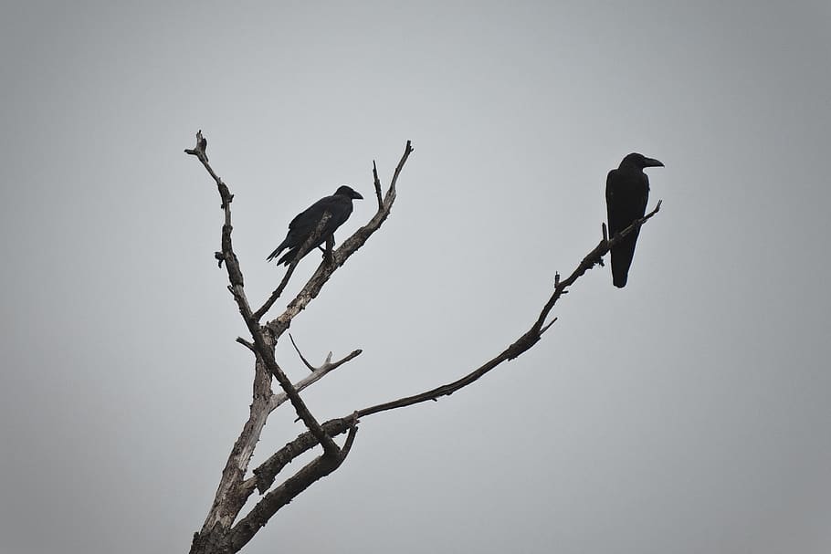 two bird on tree photography, animals in the wild, animal themes HD wallpaper