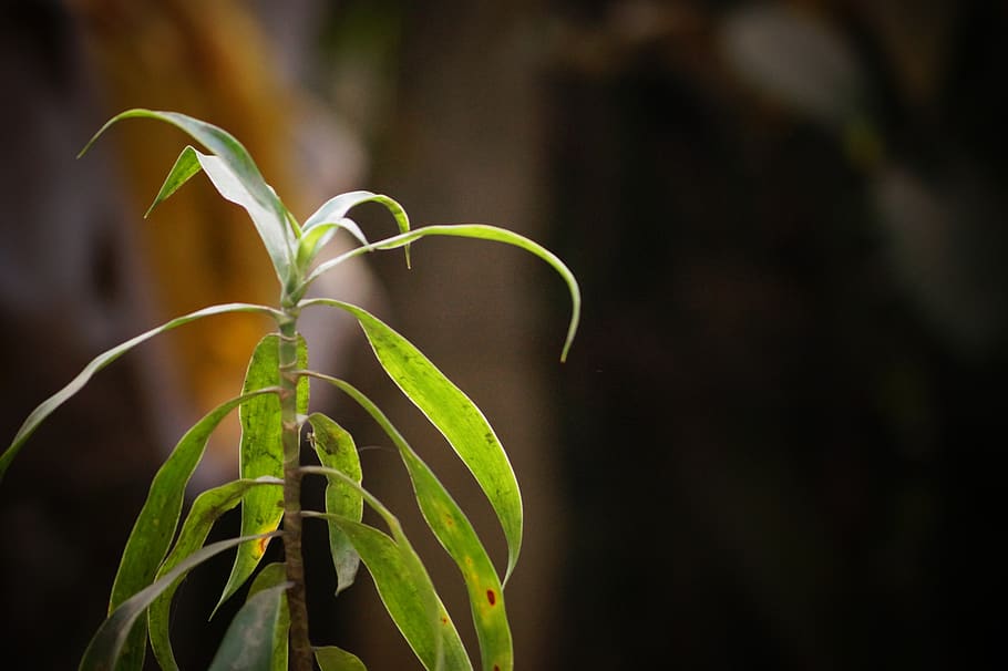 leaves, random, nature, creative, plant, garden, special, decoration HD wallpaper