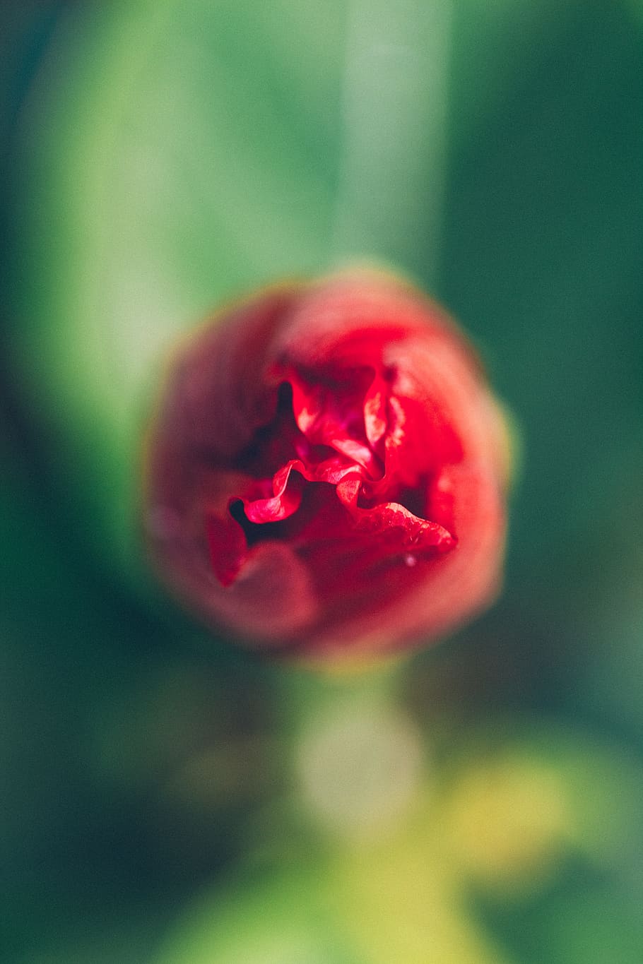 red, flower, flowering plant, freshness, close-up, beauty in nature HD wallpaper