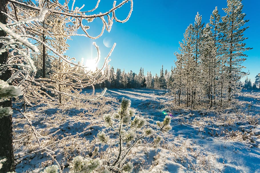 Pine Trees in Winter, cold, daylight, environment, forest, zing HD wallpaper