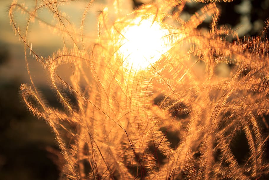 grass, abstract, close-up, sun, orange, nature, macro, bends HD wallpaper