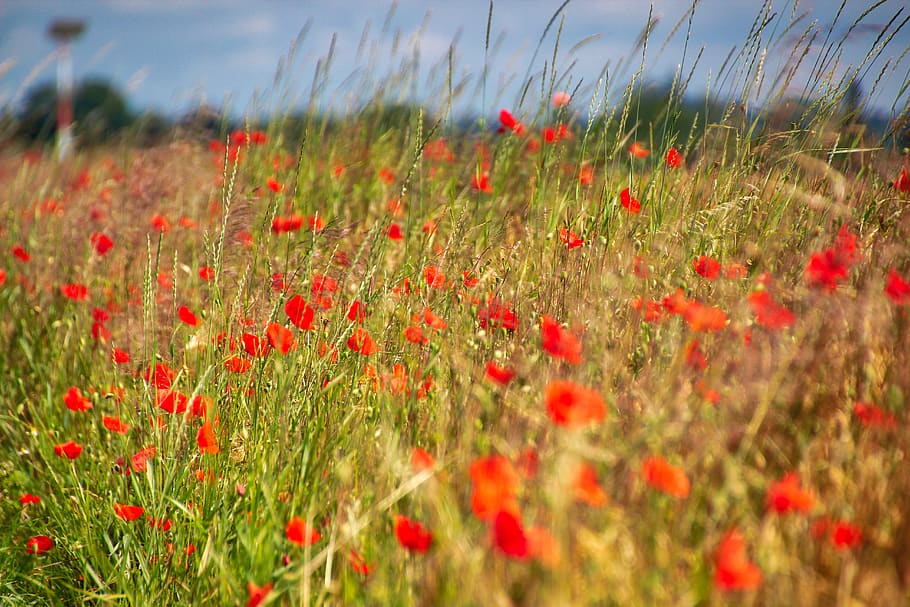 poppy, meadow, summer, flower, plant, flowering plant, field HD wallpaper