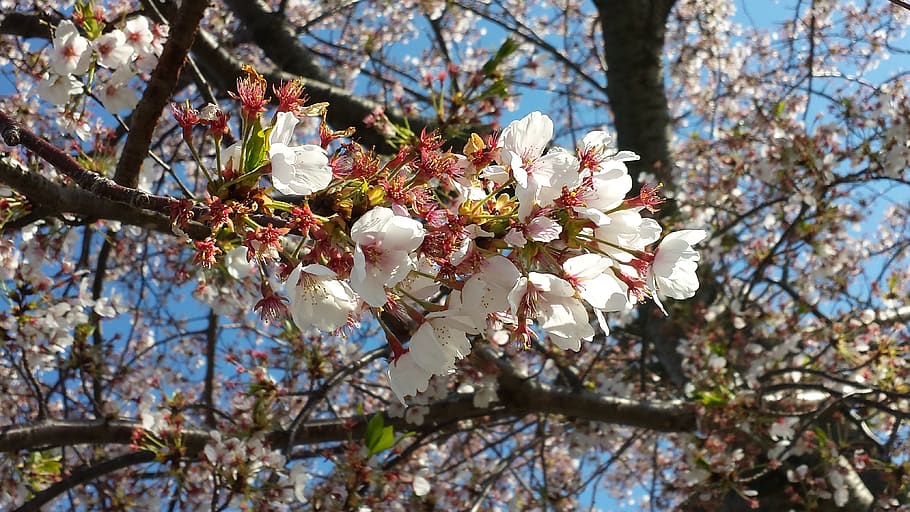 cherry, flower, japan, tree, white, japanese, spring, nature, HD wallpaper