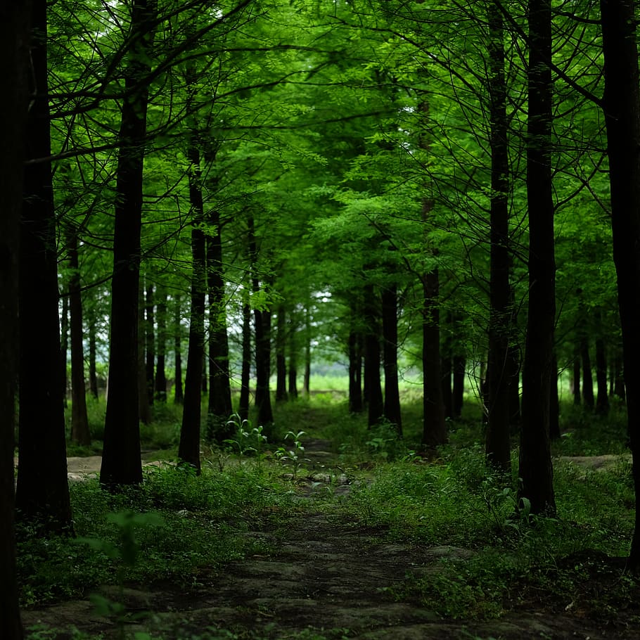 trees, forest, land, direction, plant, the way forward, nature HD wallpaper