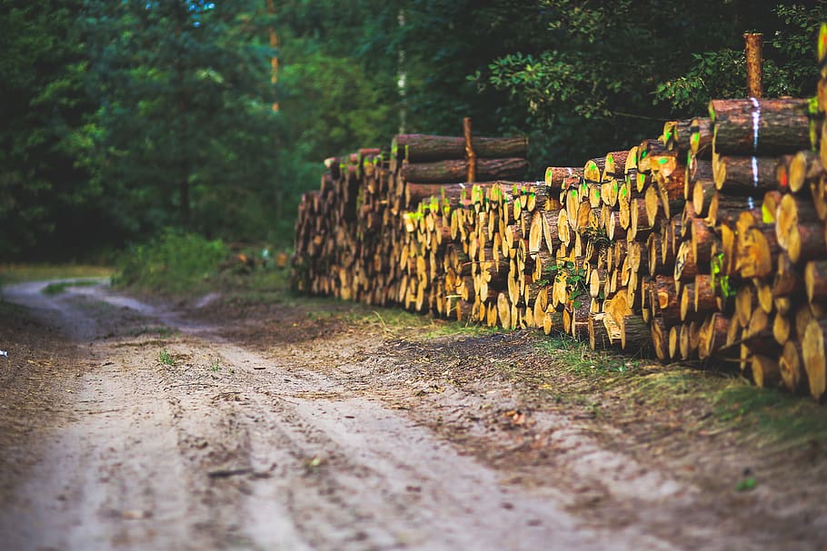 The road through the forest, daylight, environment, fence, flora HD wallpaper