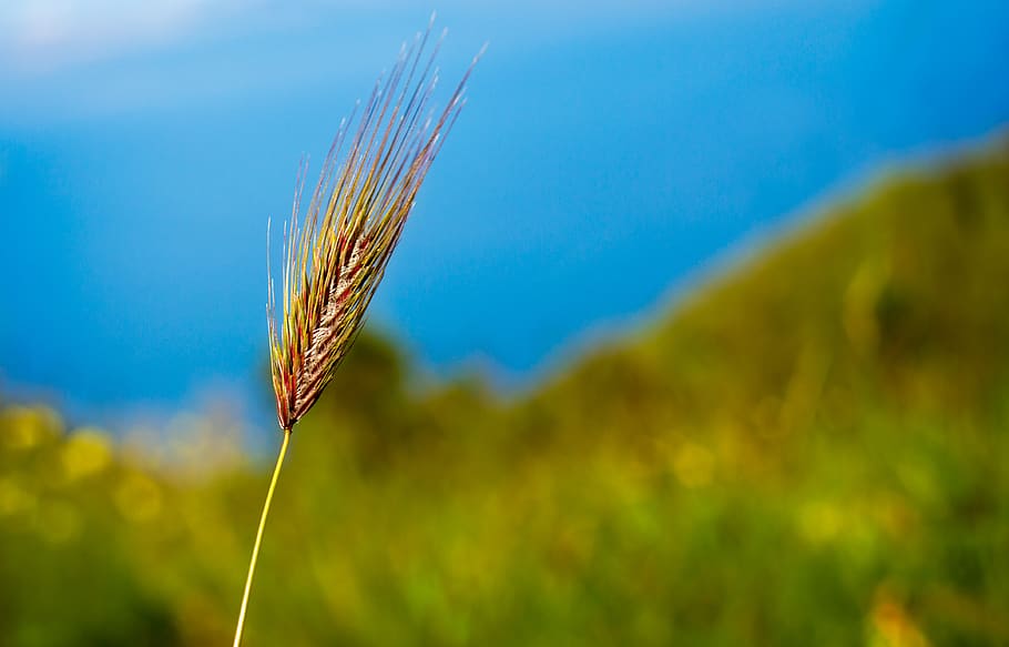 Close-up Photography of Brown Wheat, corn, field, growth, plant HD wallpaper