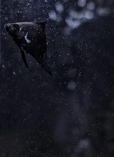 black fish, animal, grey, sea life, outdoors, astronomy, universe HD wallpaper