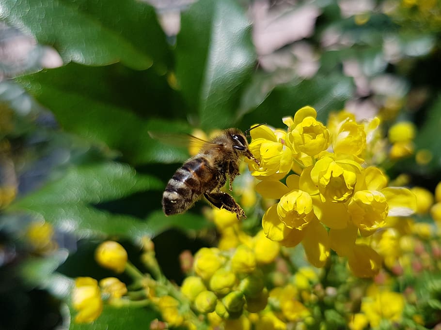 spring, drops, flowers, yellow, green, bee, flowering plant HD wallpaper