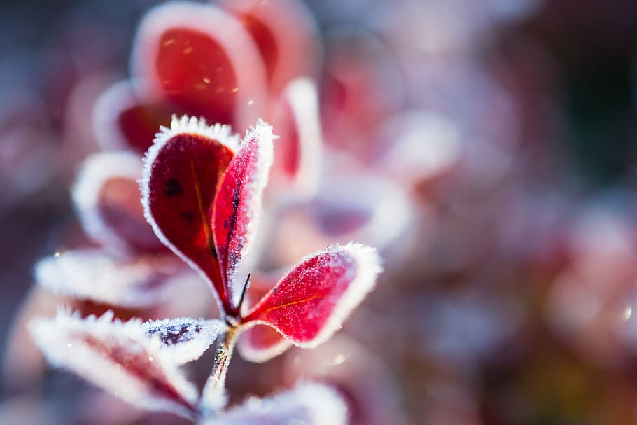 macro, winter, cold, morning, nature, bush, ice, snow, plant HD wallpaper