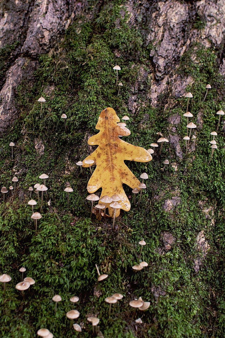 nature, tree, plants, grass, mushrooms, leaf, green, autumn HD wallpaper