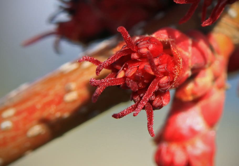 red, red maple, flower, spring, macro, closeup, close-up, focus on foreground HD wallpaper