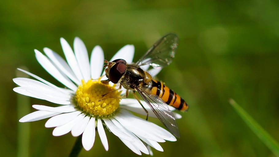 nature, insect, flower, invertebrate, animal themes, flowering plant HD wallpaper