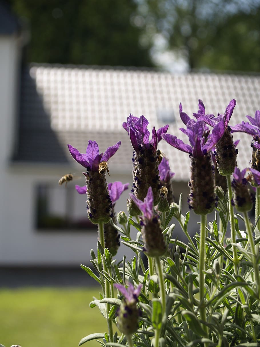 bee, in flight, lavender, flowering plant, purple, fragility HD wallpaper
