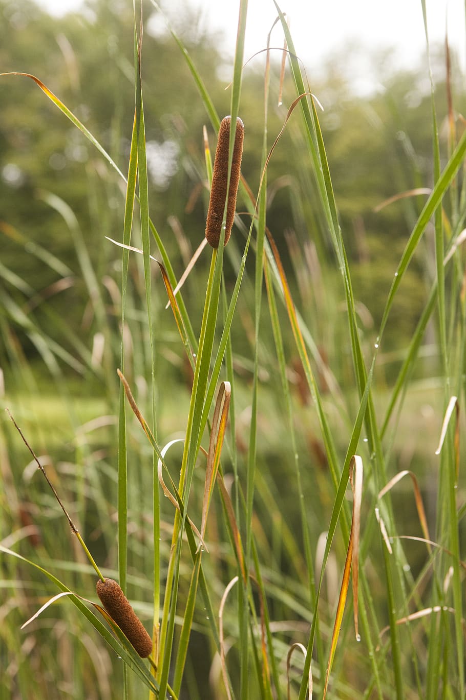 green grass, growth, plant, green color, nature, close-up, beauty in nature HD wallpaper