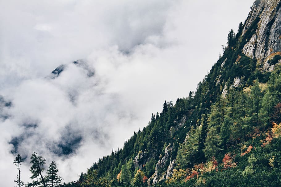 mountain covered with white clouds, tree, plant, abies, fir, conifer HD wallpaper