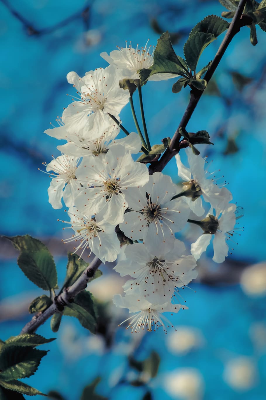 cherry, blossom, spring, flowers, tree, nature, branch, bloom HD wallpaper