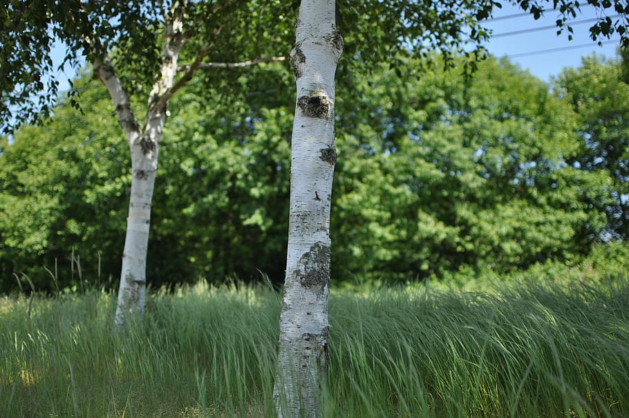 tree, birch, plant, growth, land, green color, nature, tranquility HD wallpaper