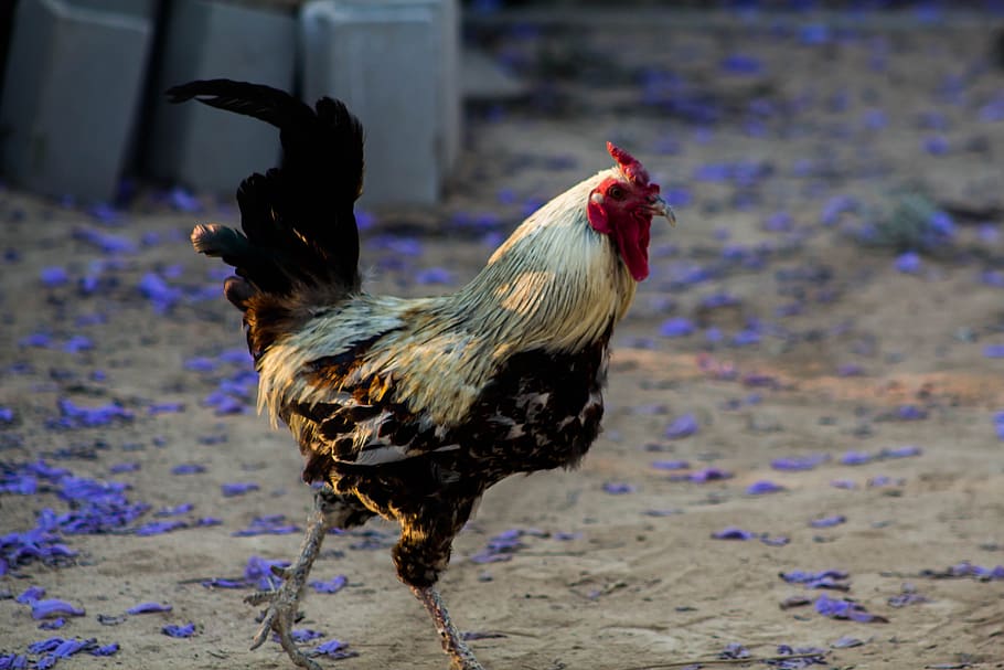 cock, hen house, farm, chicken, bird, animal, nature, beak, HD wallpaper