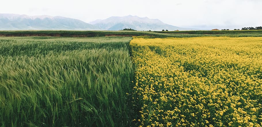 green, grass, crop, flower, yellow, field, yard, farm, mountain HD wallpaper