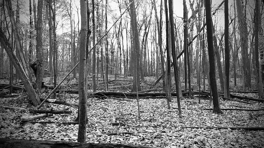 forest, nature, dead trees, fall, fallen trees, black and white HD wallpaper