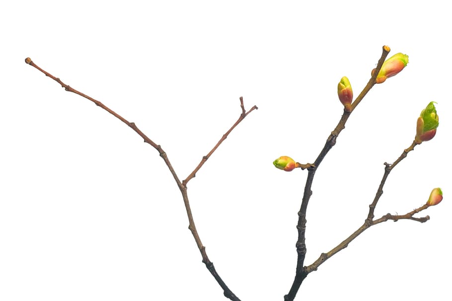 branch, tree, leaf, green, white, plant, isolated, leaves, new HD wallpaper