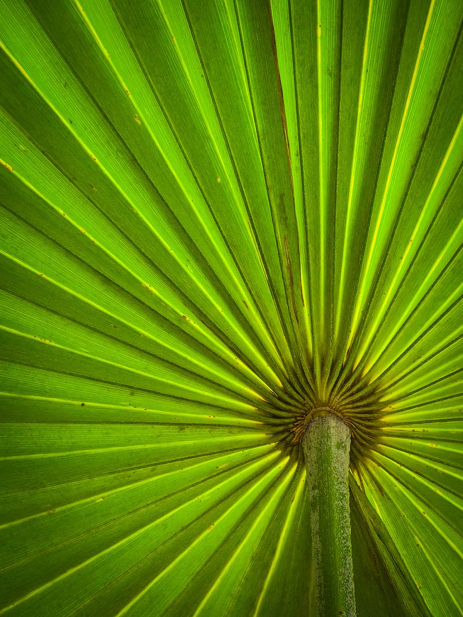 green fan palm, growth, leaf, plant, palm tree, green color, full frame HD wallpaper