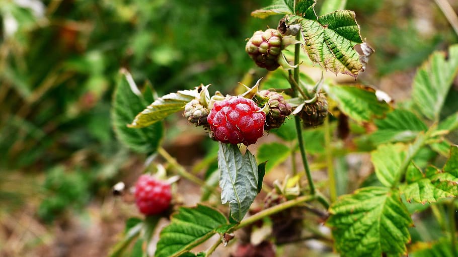 raspberry, wild, nature, red, delicious, fresh, summer, health HD wallpaper
