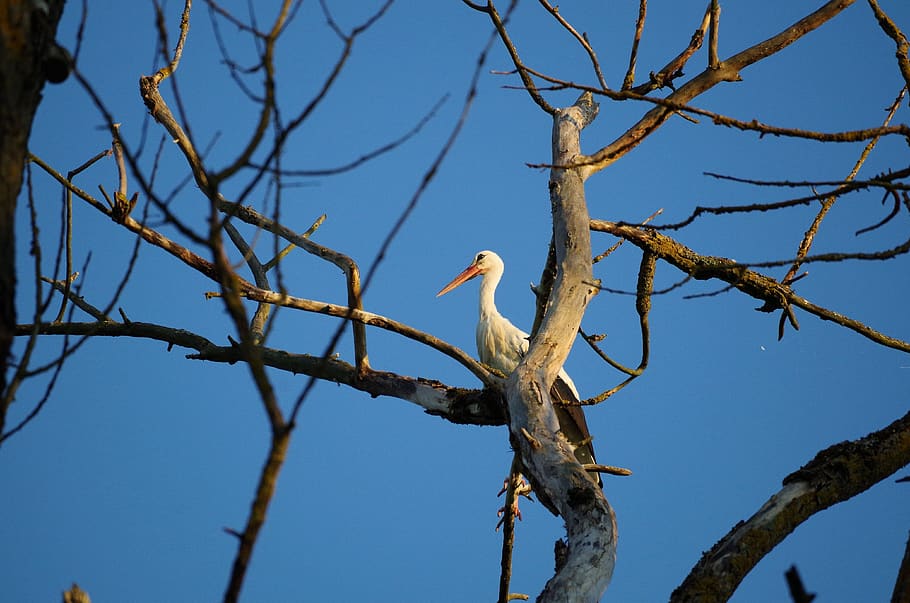 stork, tree, nature, bird, animal, animal world, wild, landscape HD wallpaper