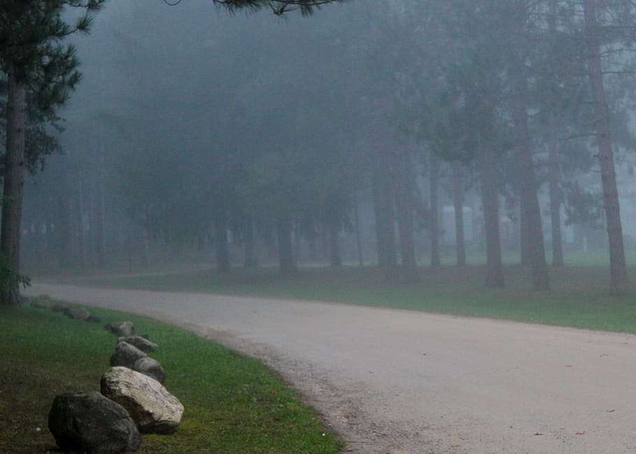 woods, path, rock, pine, road, pathway, tree, plant, fog, tranquility HD wallpaper