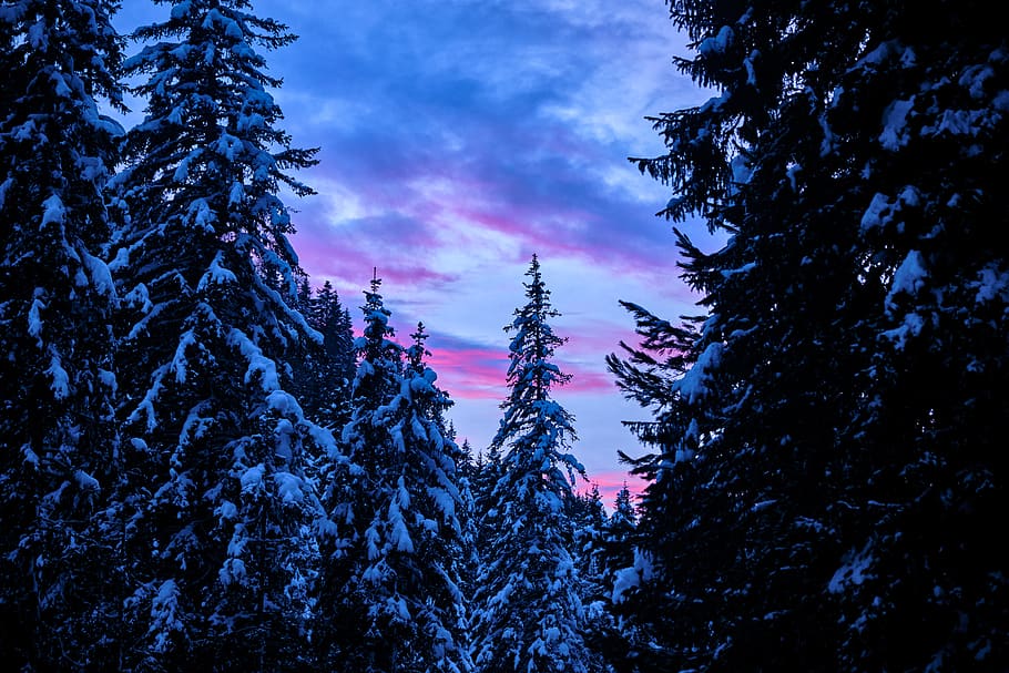 pine trees covered by snow, plant, abies, fir, italy, conifer HD wallpaper