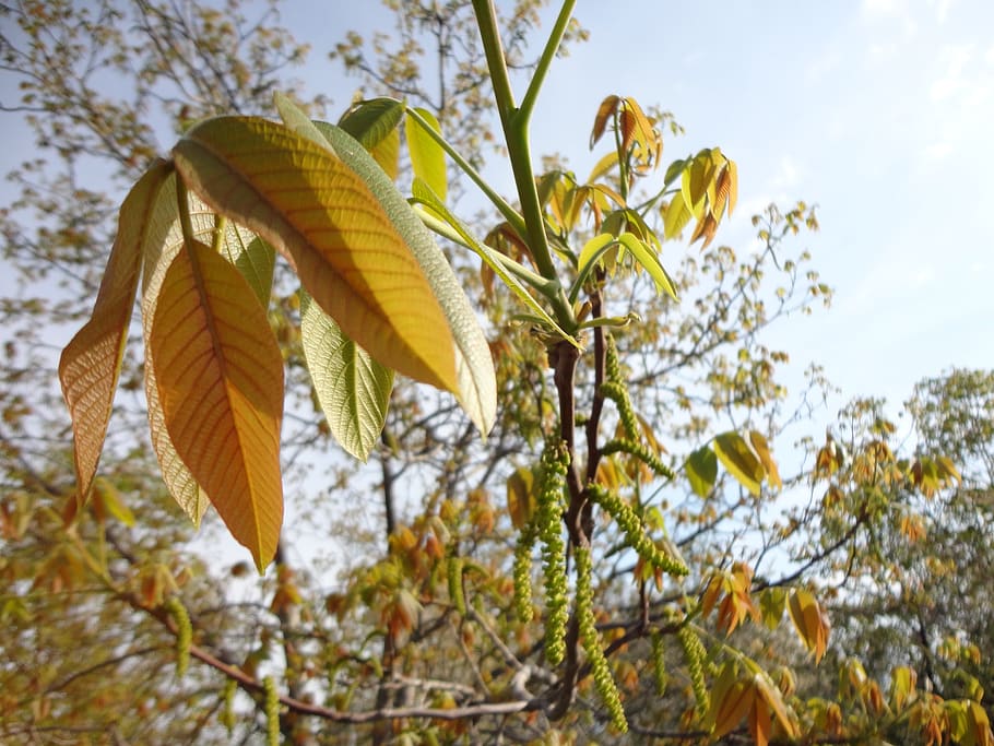 tree, nut, walnut, leaves, leaf, nature, garden, green, orange HD wallpaper