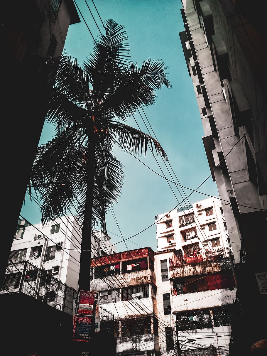 palm tree in the middle of city buildings, plant, bangladesh, HD wallpaper