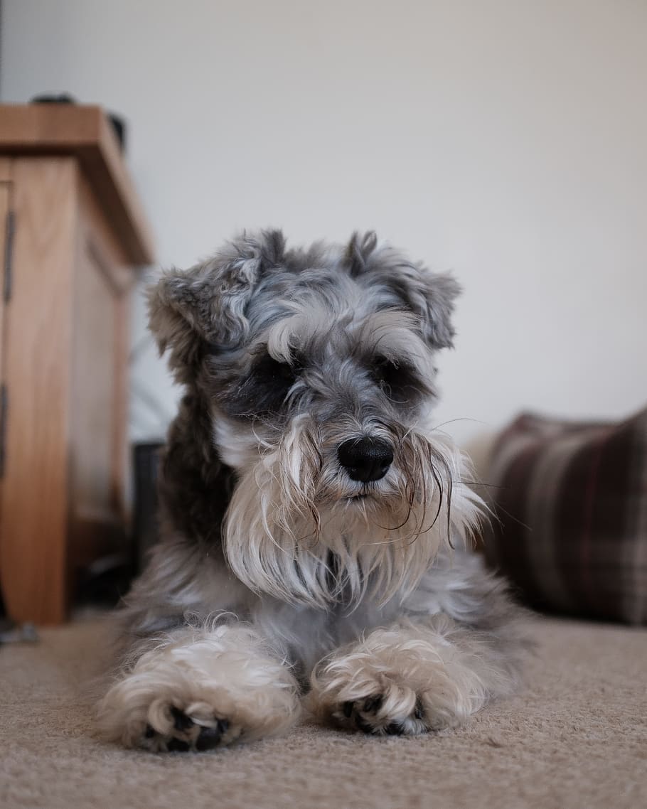 Schnauzer lying on bed, canine, pet, mammal, terrier, wood, couch HD wallpaper
