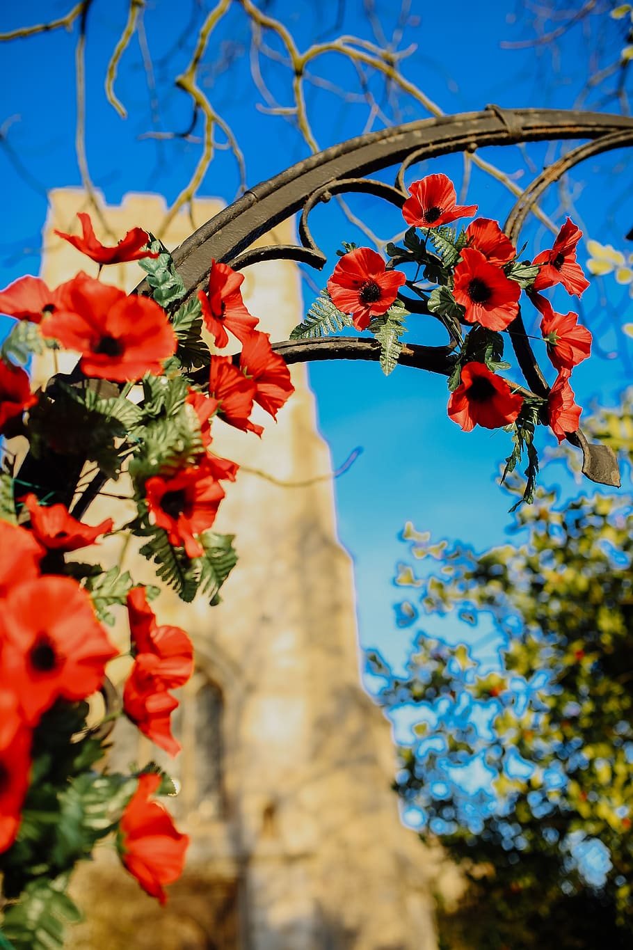 chippenham, remembrance, red, flowers, poppy, church, church of england HD wallpaper